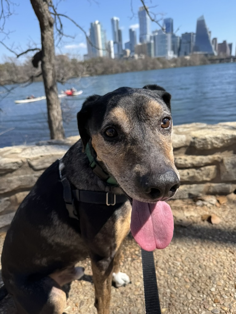 Oliver, the Catahoula Leopard Dog, enjoying the sunshine at Zilker Park
